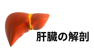肝臓の解剖をマスターしよう｜Couinaud分類からCT像まで徹底解説