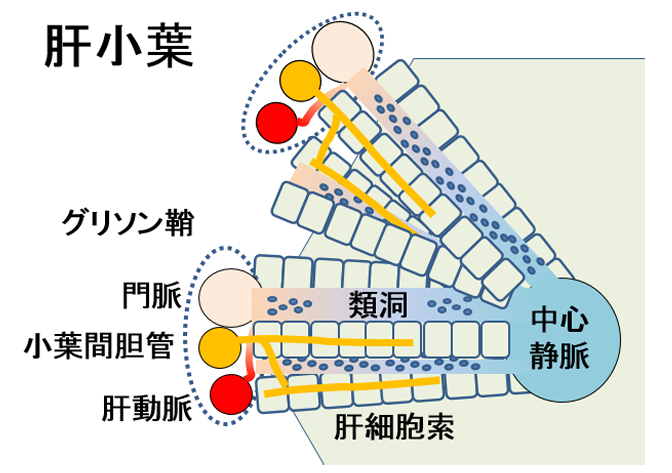 グリソン鞘