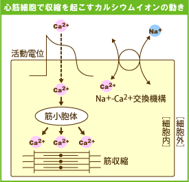 Ca²⁺上昇