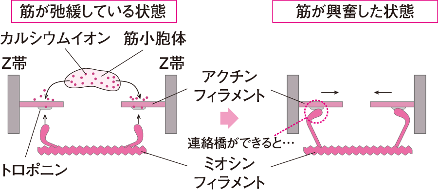 アクチンとミオシン