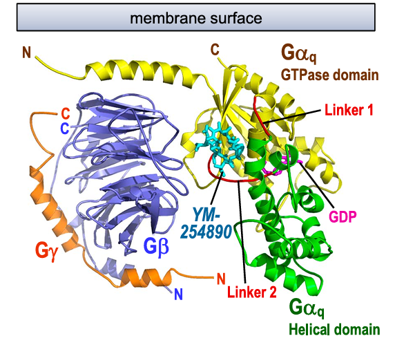 Gqタンパク質　三層体