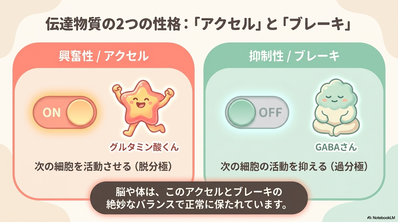 神経伝達物質 脱分極