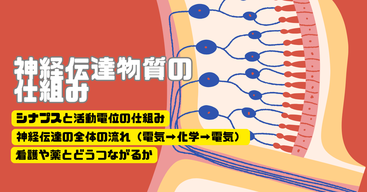 神経伝達の仕組みをわかりやすく解説【電気→化学の流れと看護ポイント】