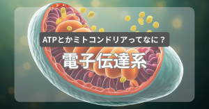 電子伝達系とは？看護でわかる仕組みと臨床の意味